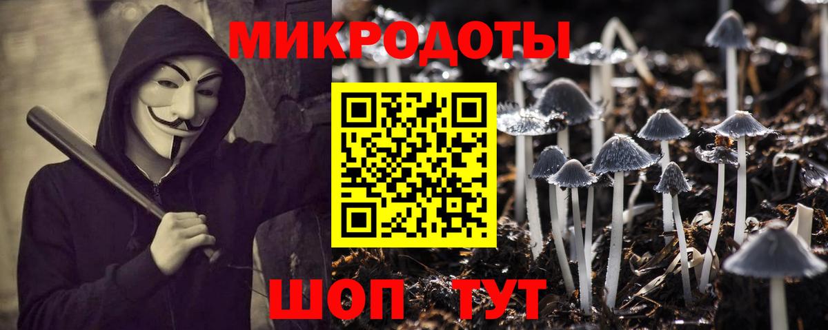 Псилоцибиновые грибы Psilocybe Сургут